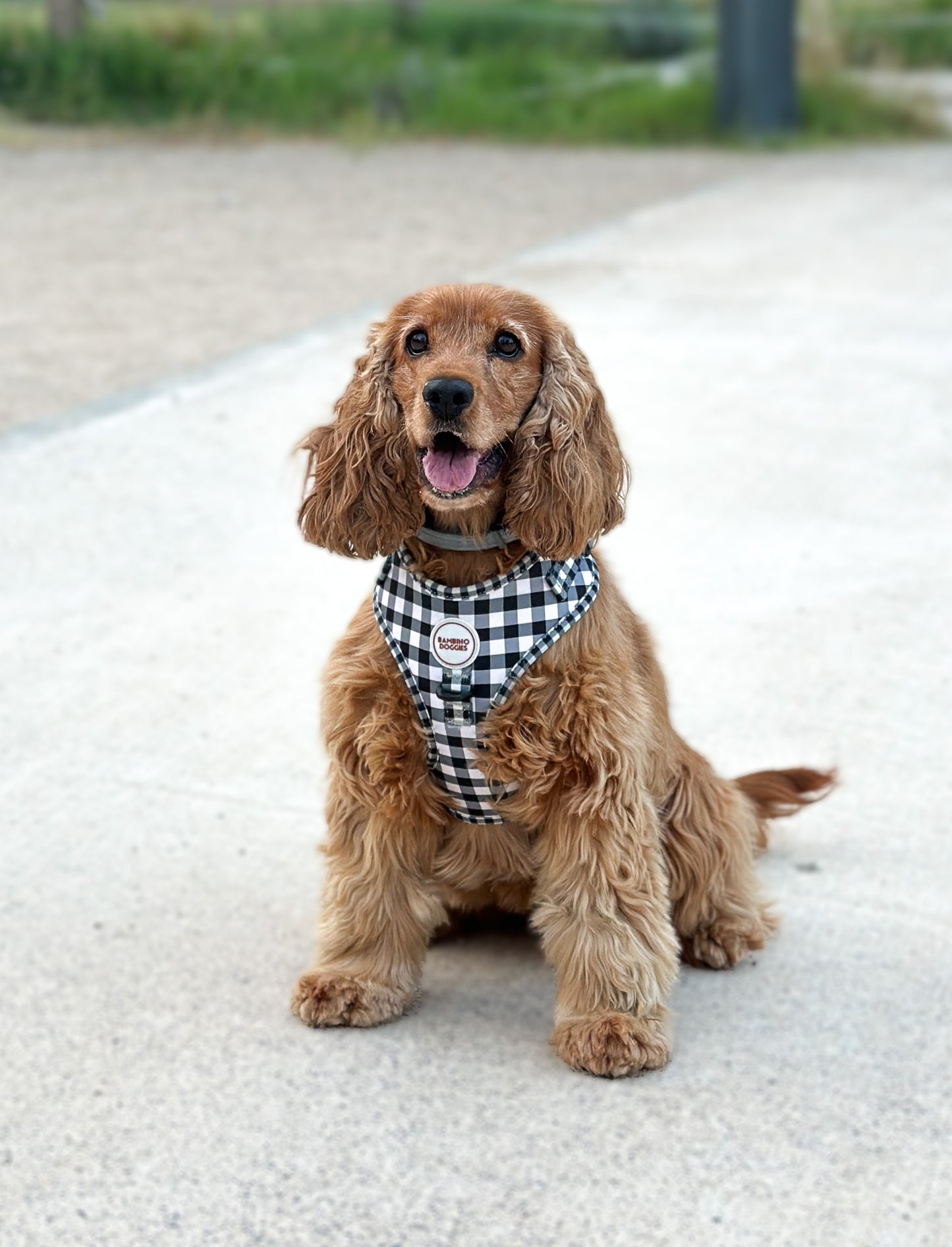 Arnés para perros Vichy negro