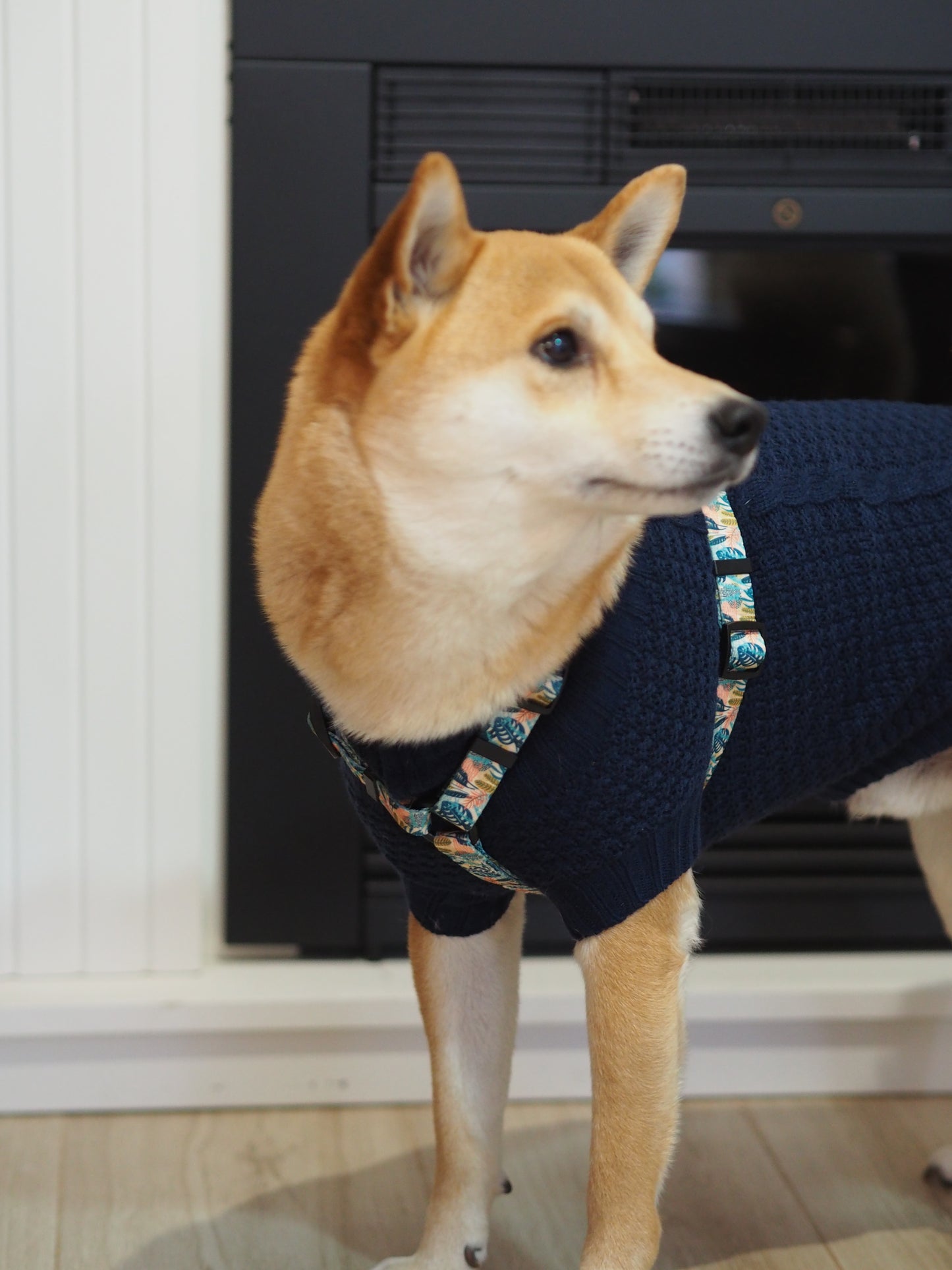 Jersey para perros azul