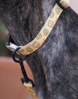 Collar para perros Breakfast