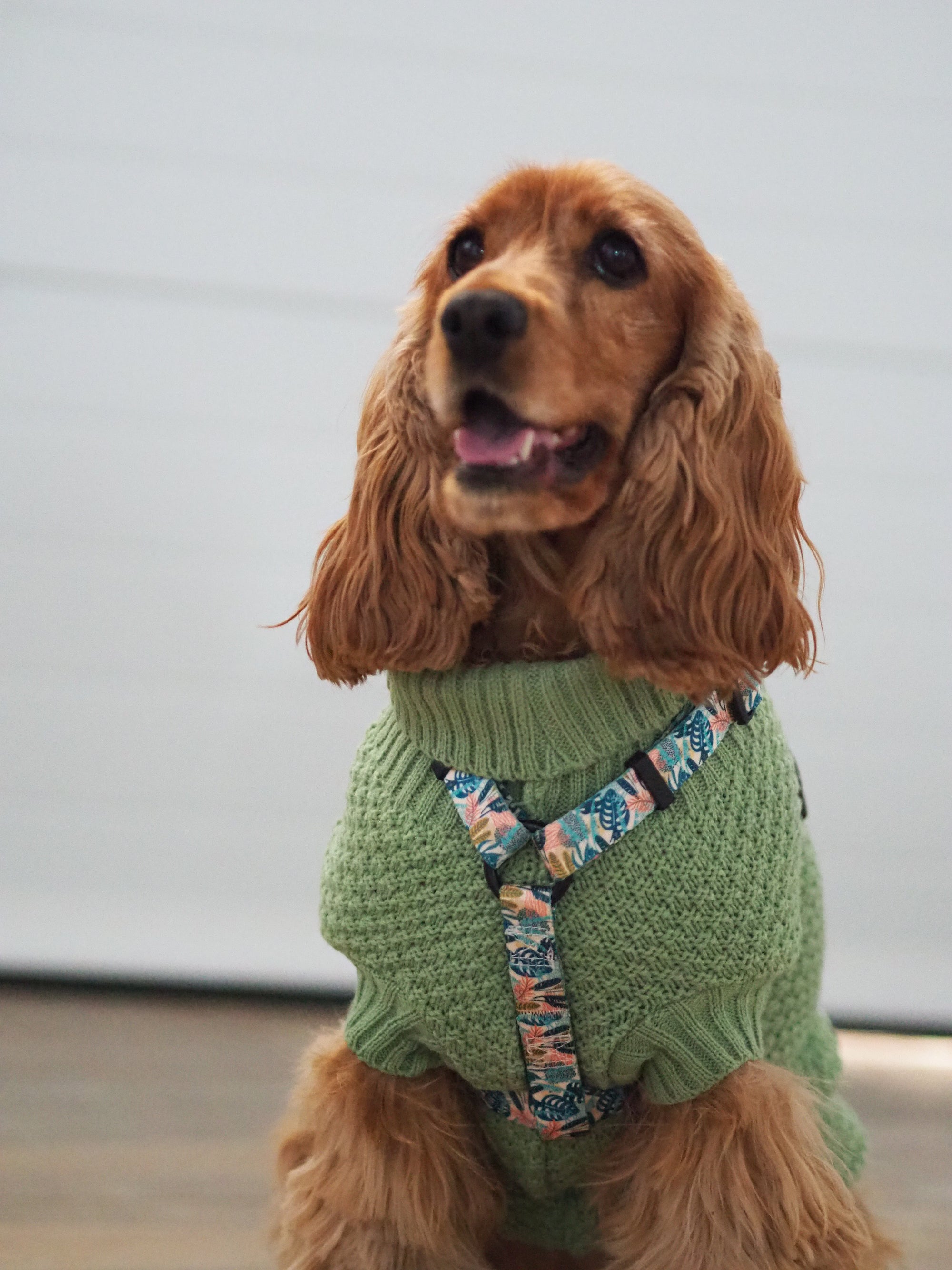 Jersey para perros Mint