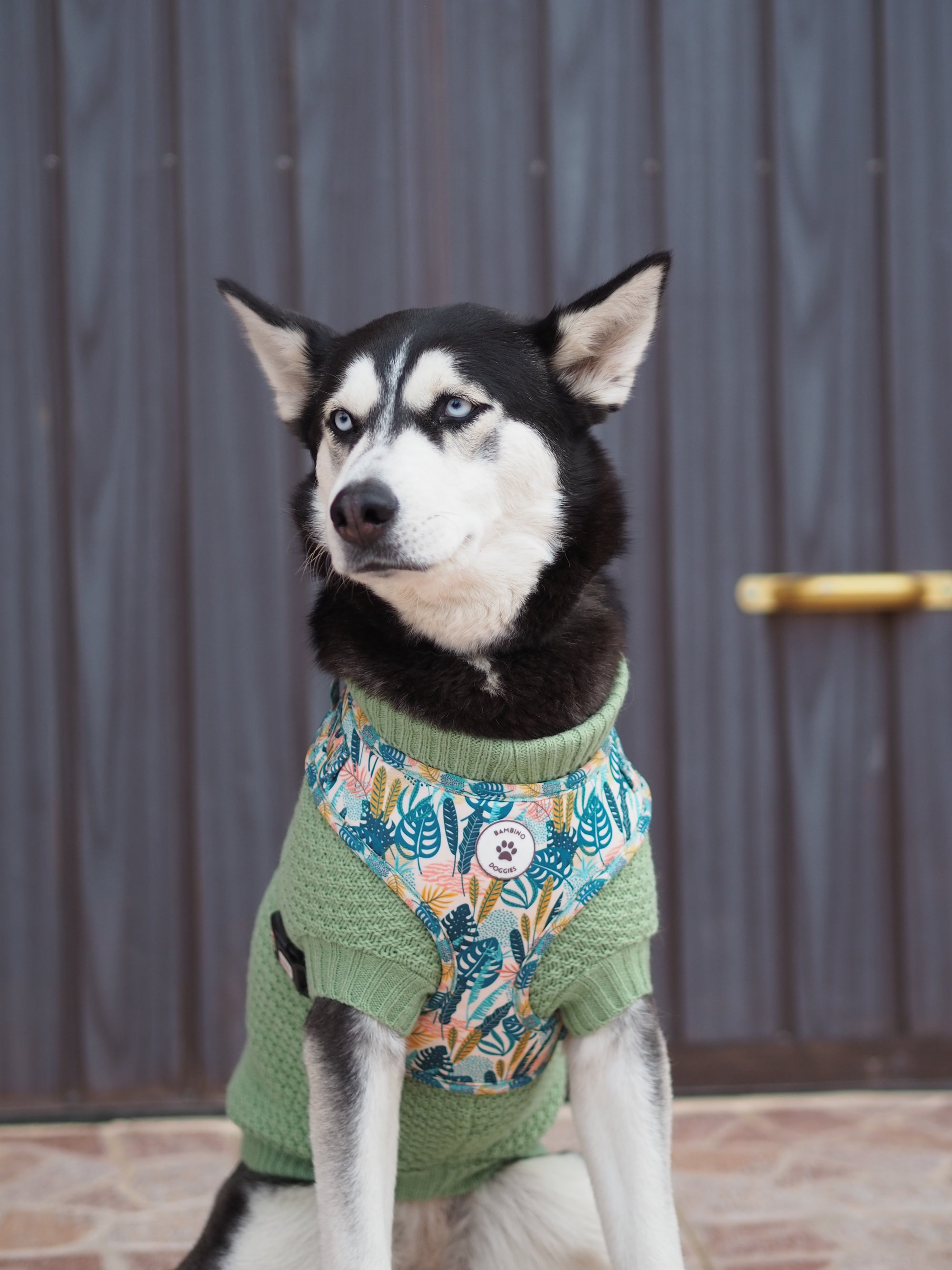 Jersey para perros Mint